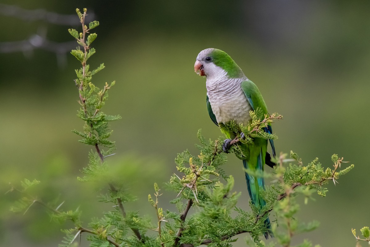 Monk Parakeet - ML645782060