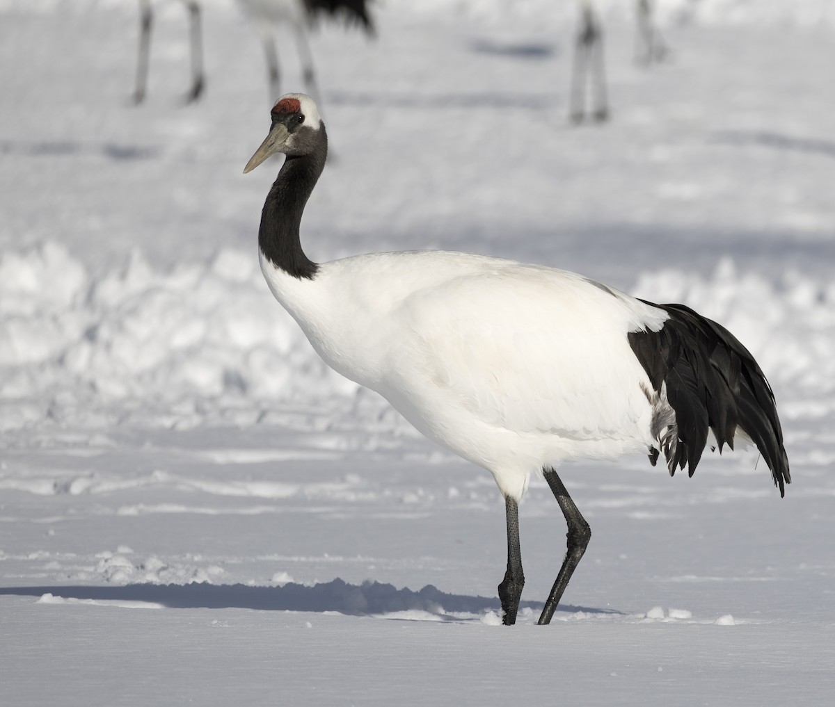 Red-crowned Crane - ML645782061
