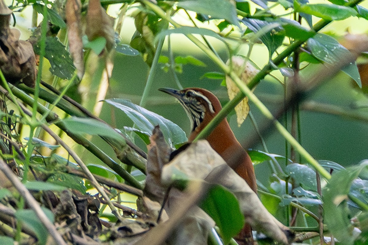 Rufous-and-white Wren - ML645782065