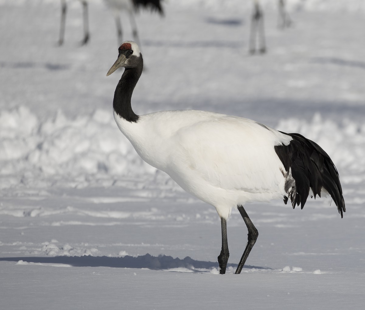 Red-crowned Crane - ML645782067
