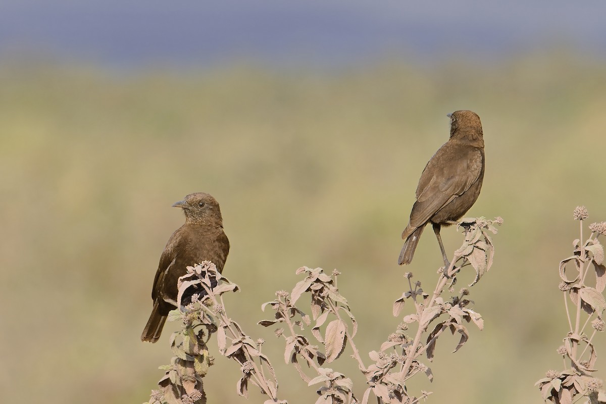 Northern Anteater-Chat - ML645782069
