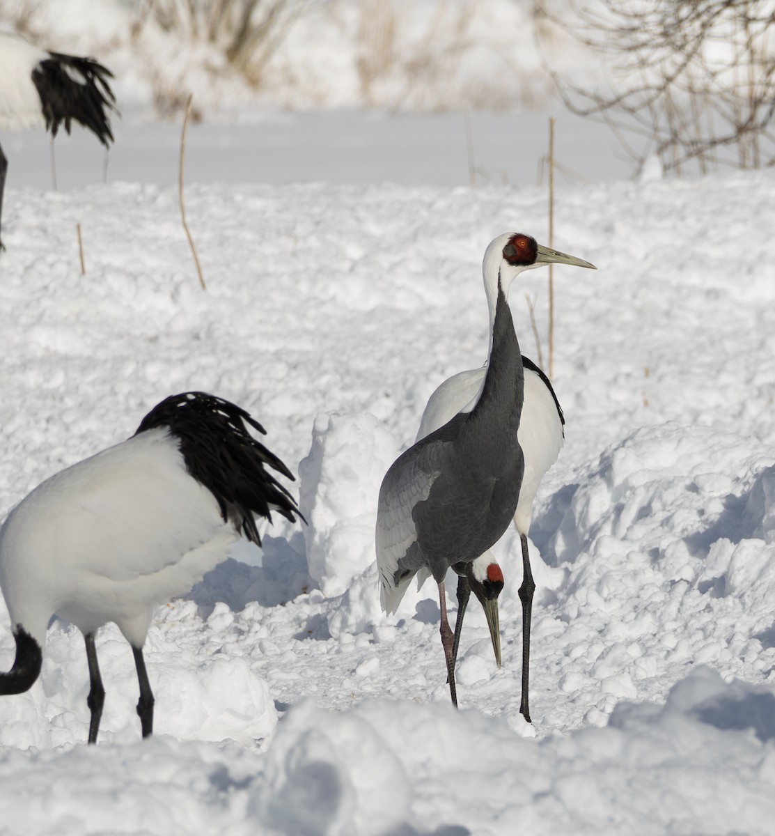 白枕鶴 - ML645782070