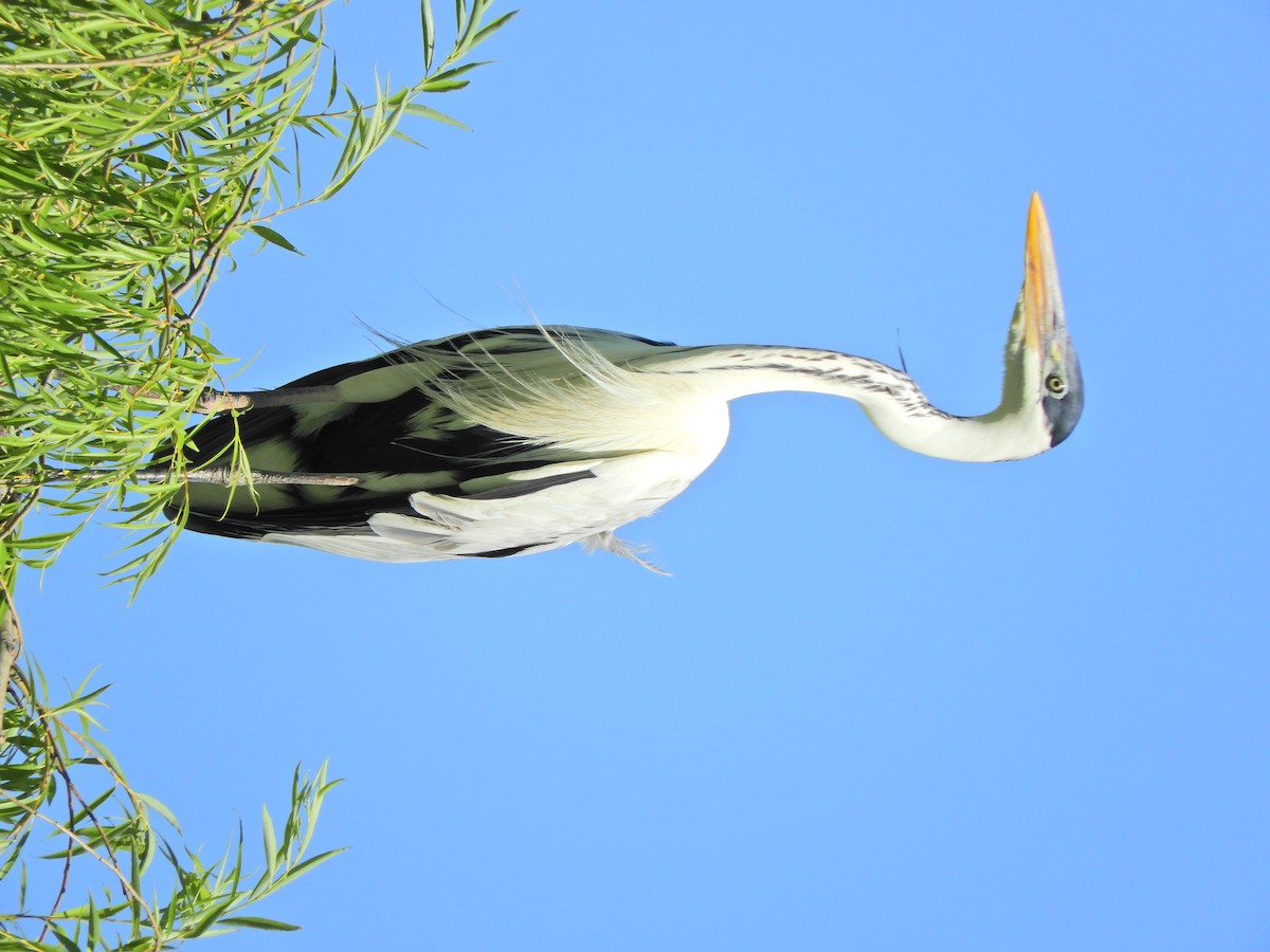 Cocoireiher - ML645782071