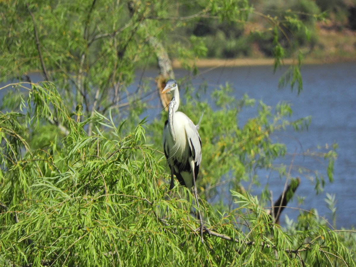 Cocoireiher - ML645782072