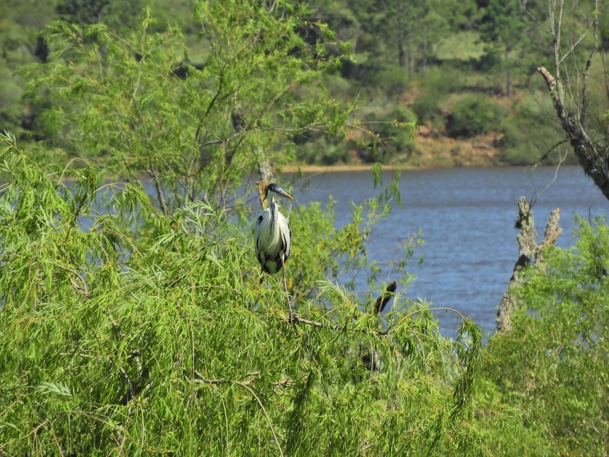 Cocoireiher - ML645782073