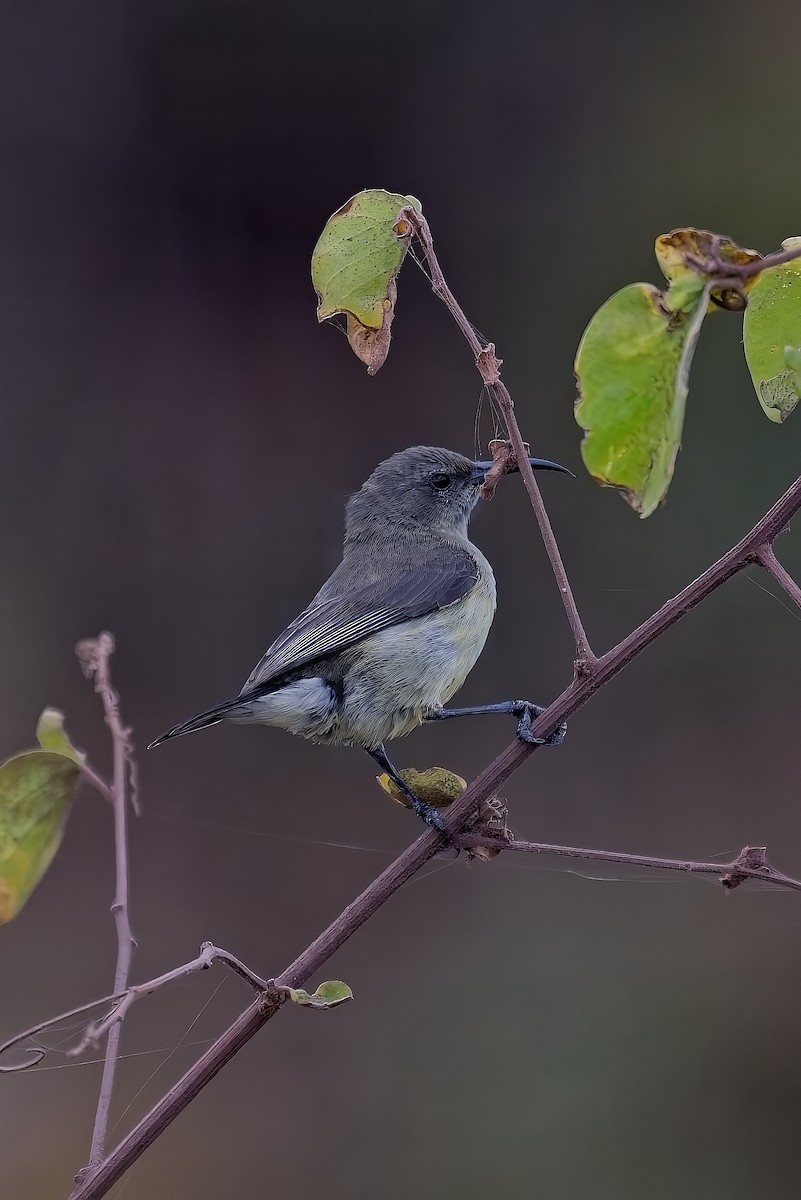 sunbird sp. - ML645782075