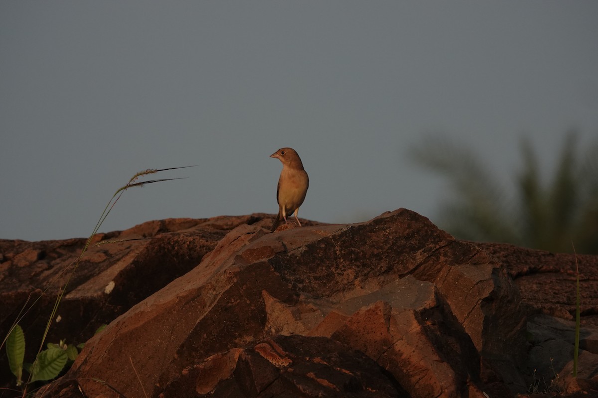 Braunkopfammer - ML645782076