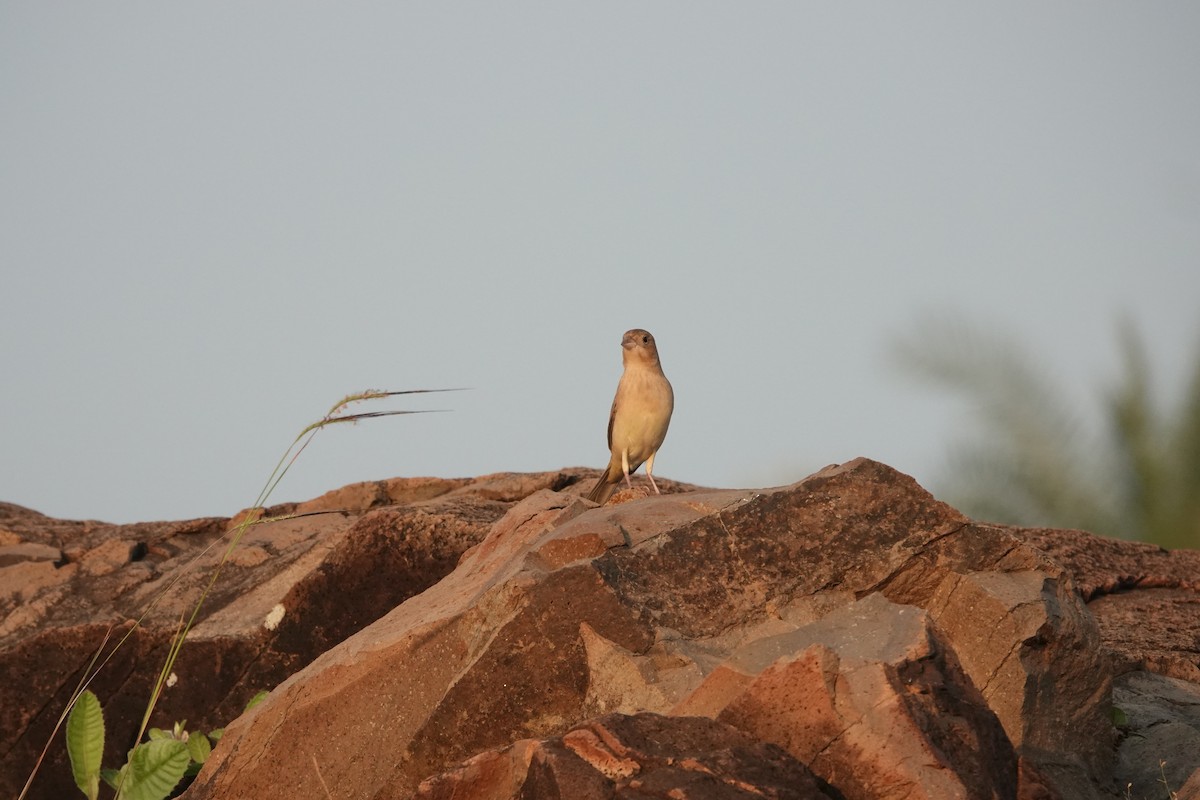 Braunkopfammer - ML645782077