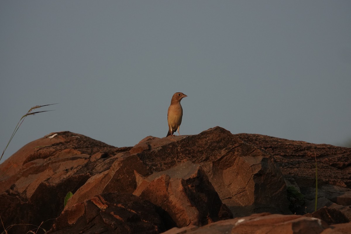 Braunkopfammer - ML645782078