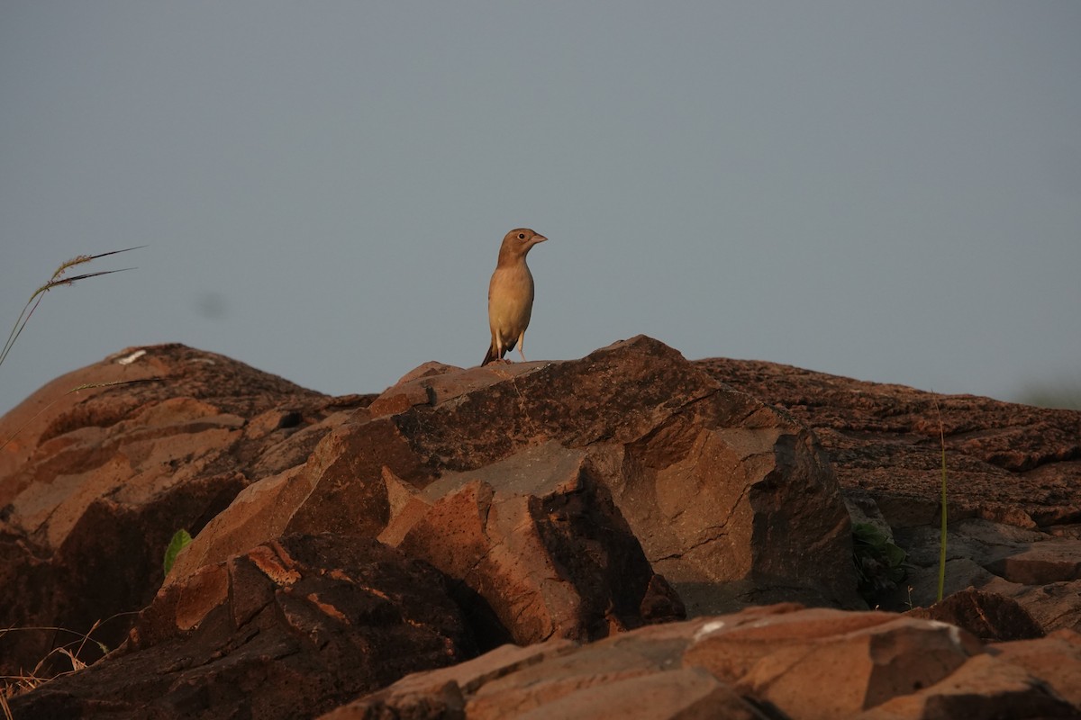 Braunkopfammer - ML645782079