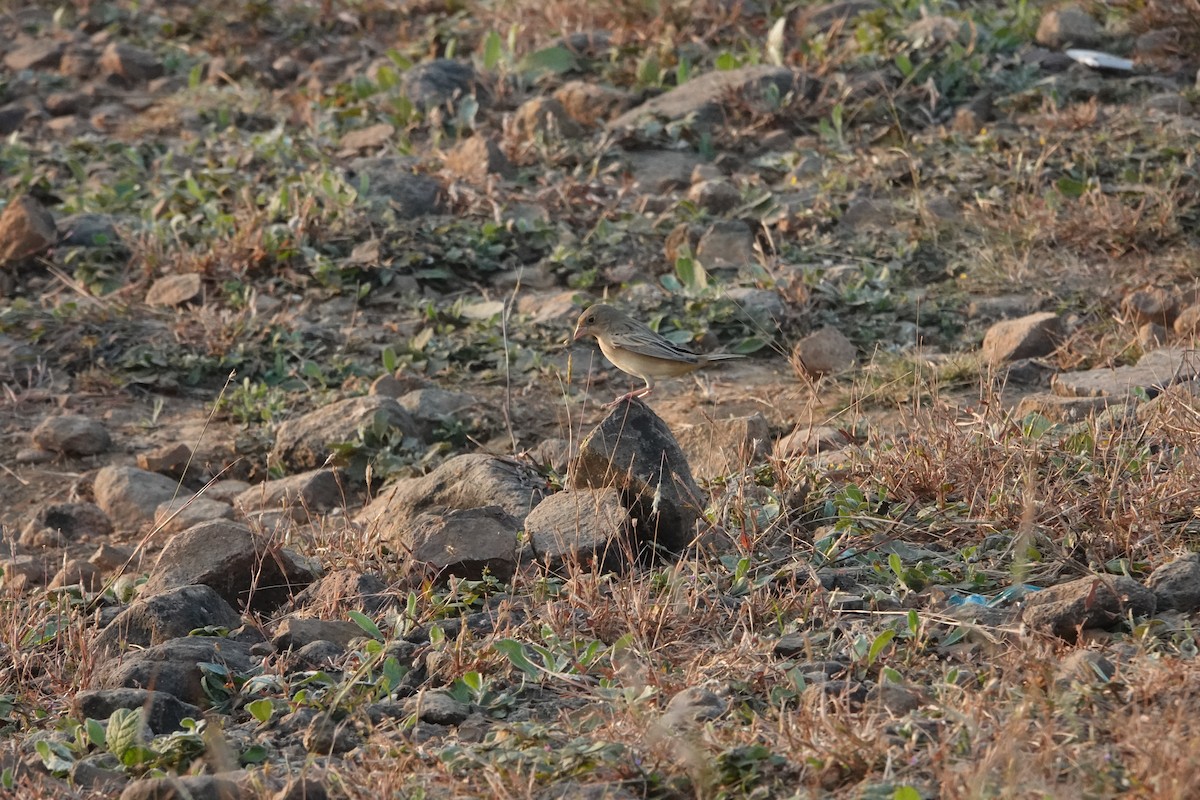 Braunkopfammer - ML645782080