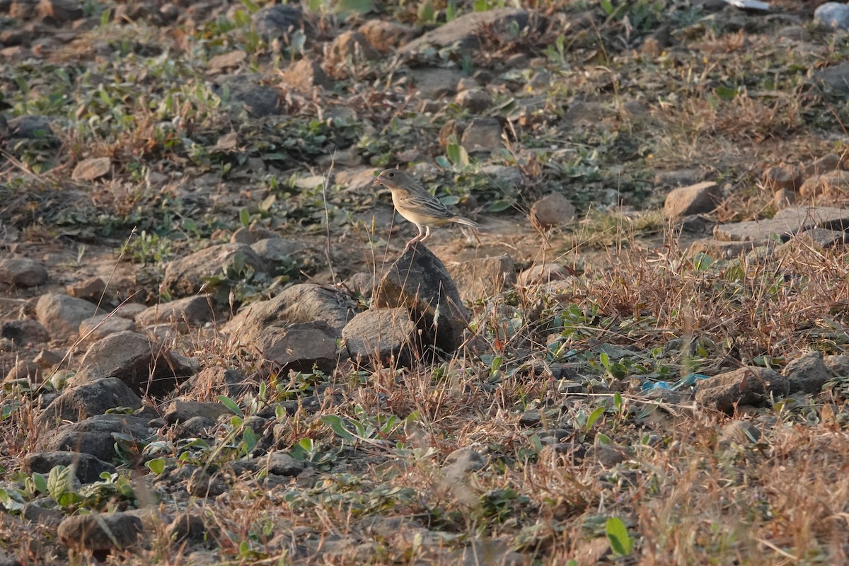 Braunkopfammer - ML645782081