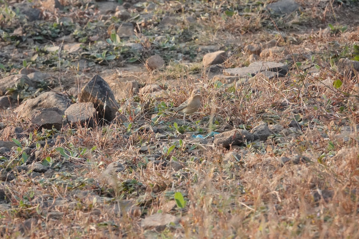 Braunkopfammer - ML645782082