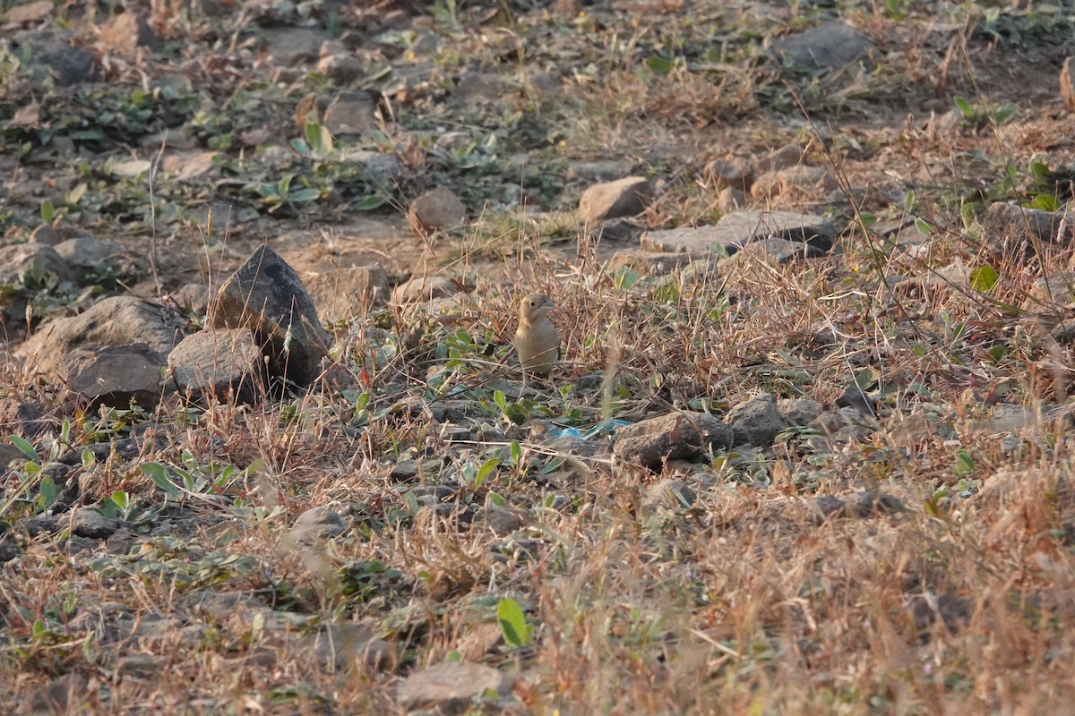 Braunkopfammer - ML645782083