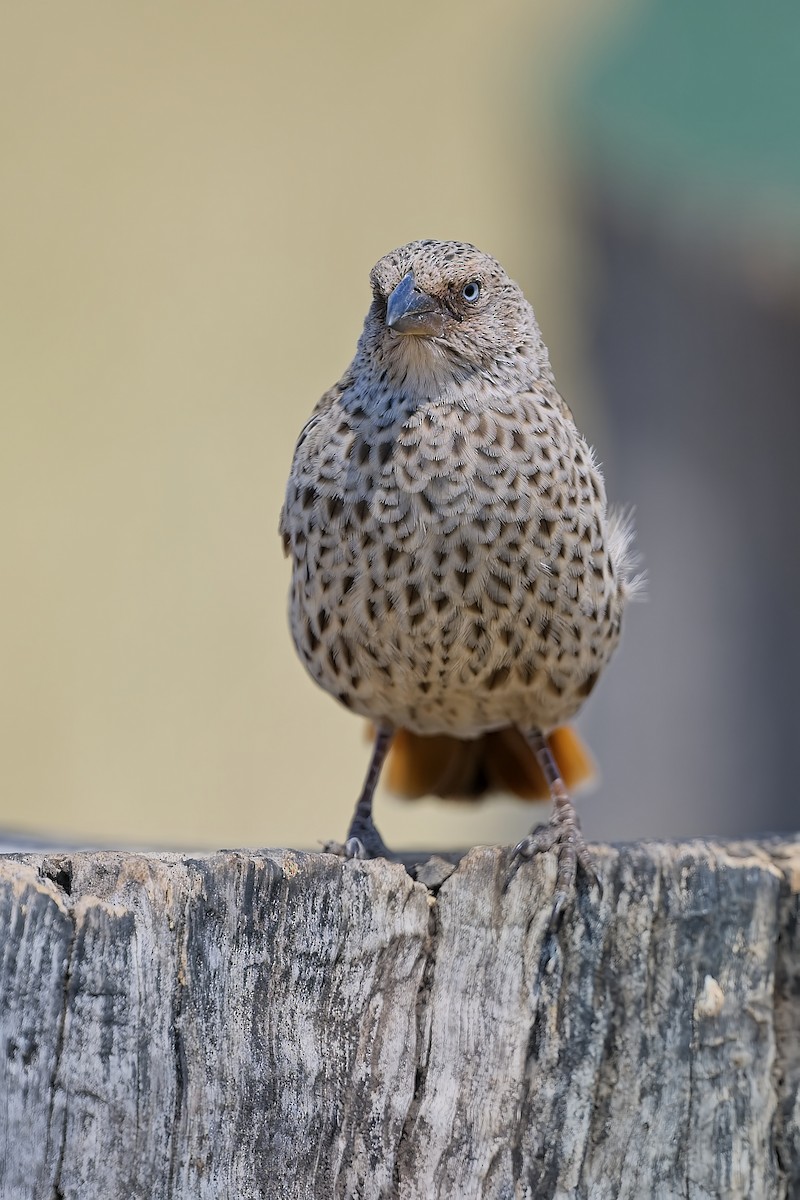 Rotschwanzweber - ML645782084