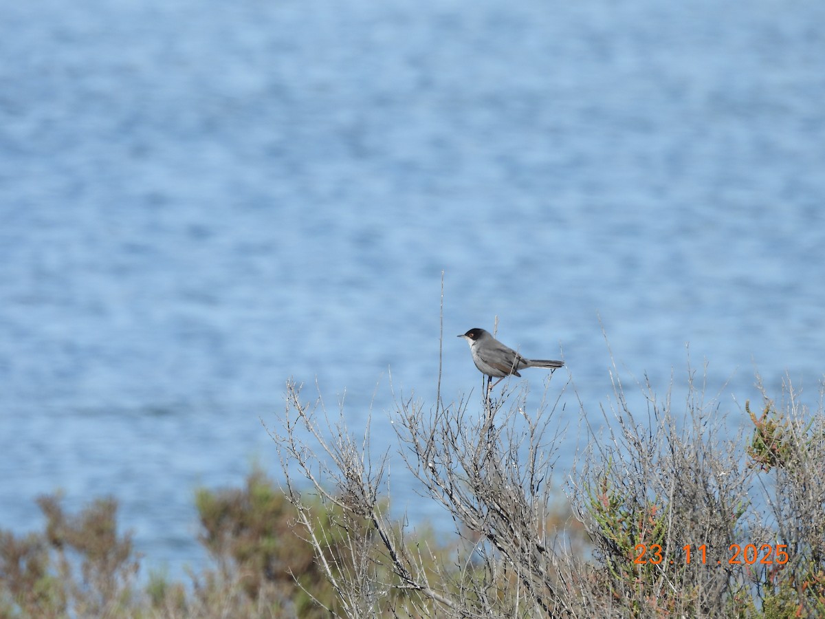 Samtkopf-Grasmücke - ML645782087
