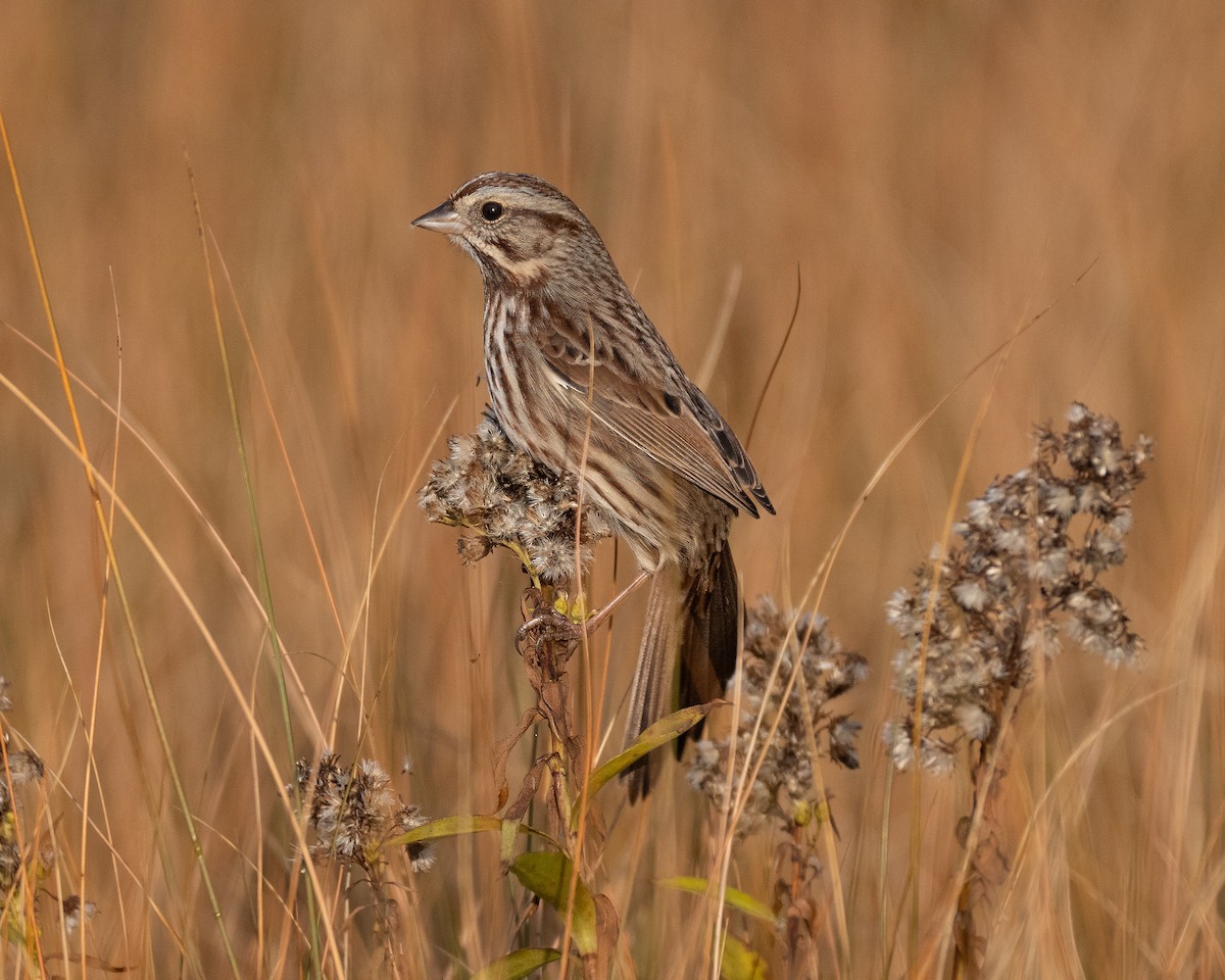 Singammer - ML645782090