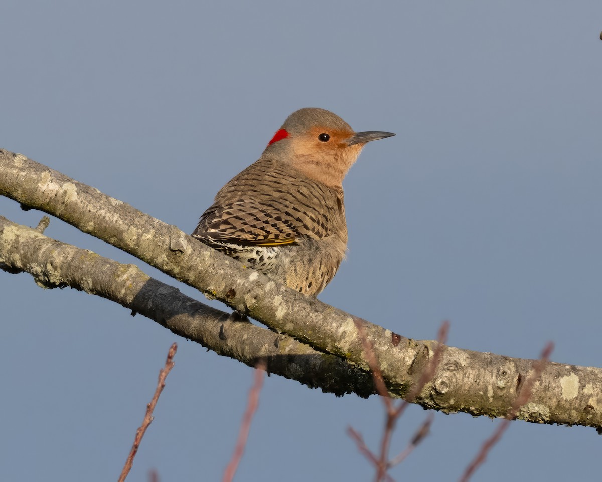 Goldspecht - ML645782091