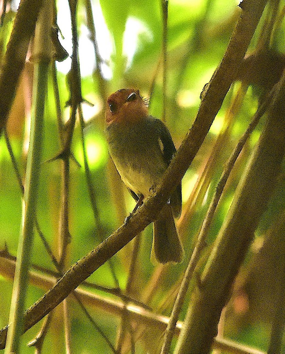 Black-chested Tyrant - ML645782092