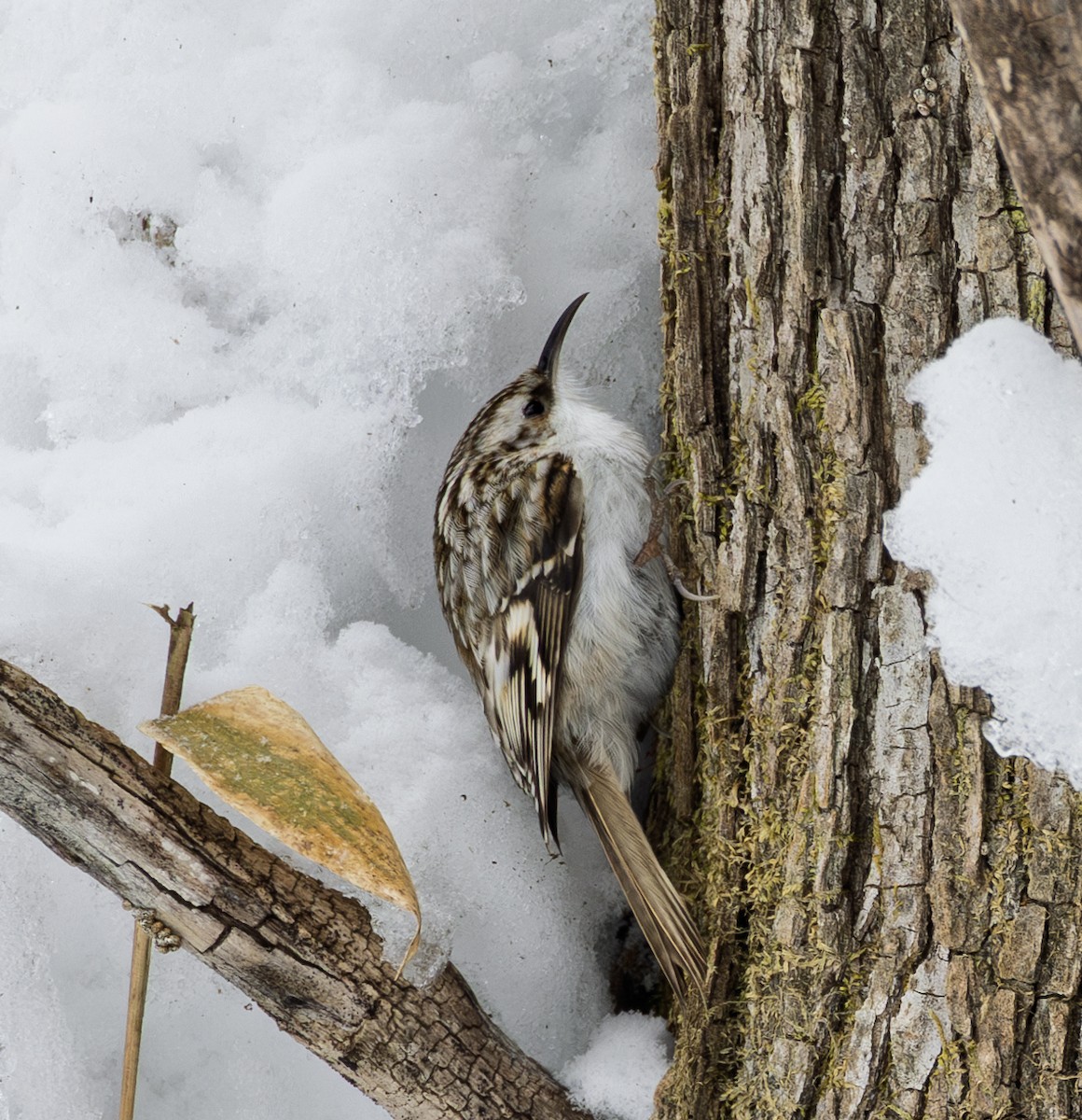 Waldbaumläufer - ML645782093