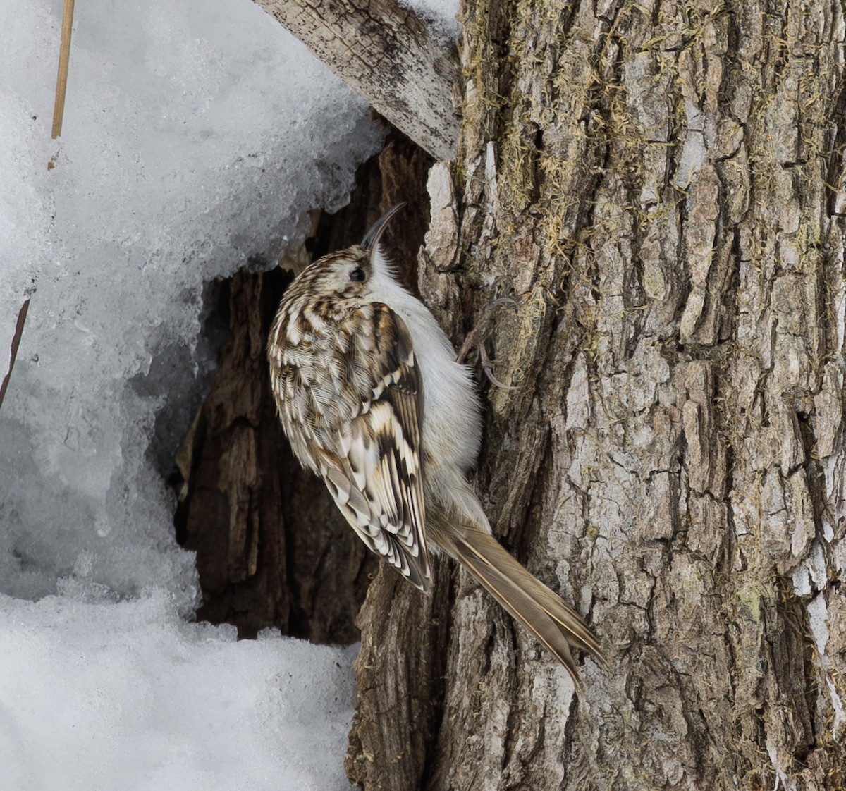 Waldbaumläufer - ML645782094