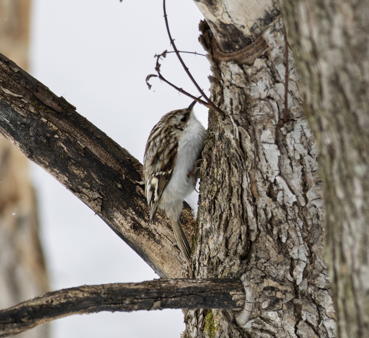 Waldbaumläufer - ML645782095