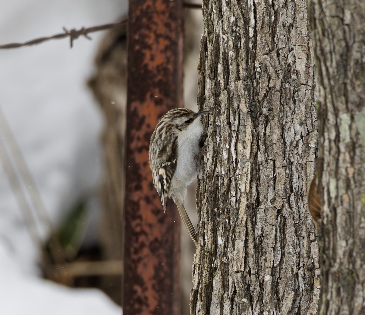 Waldbaumläufer - ML645782096