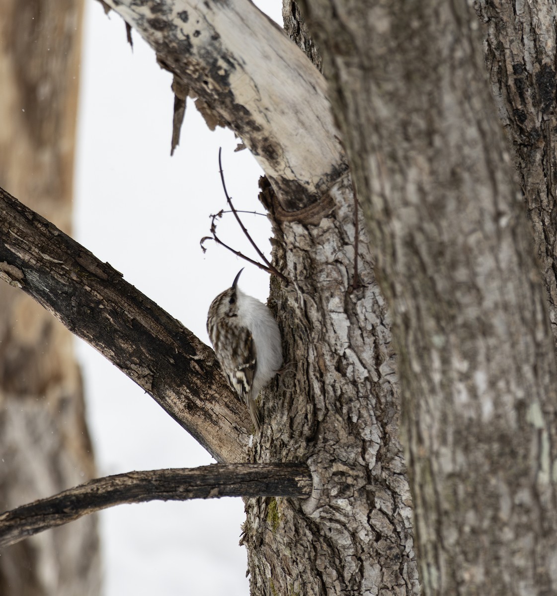 Waldbaumläufer - ML645782097