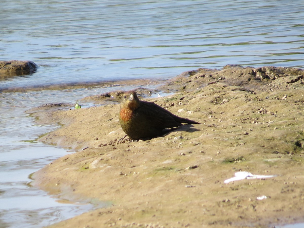 Braunkopfstärling - ML645782099