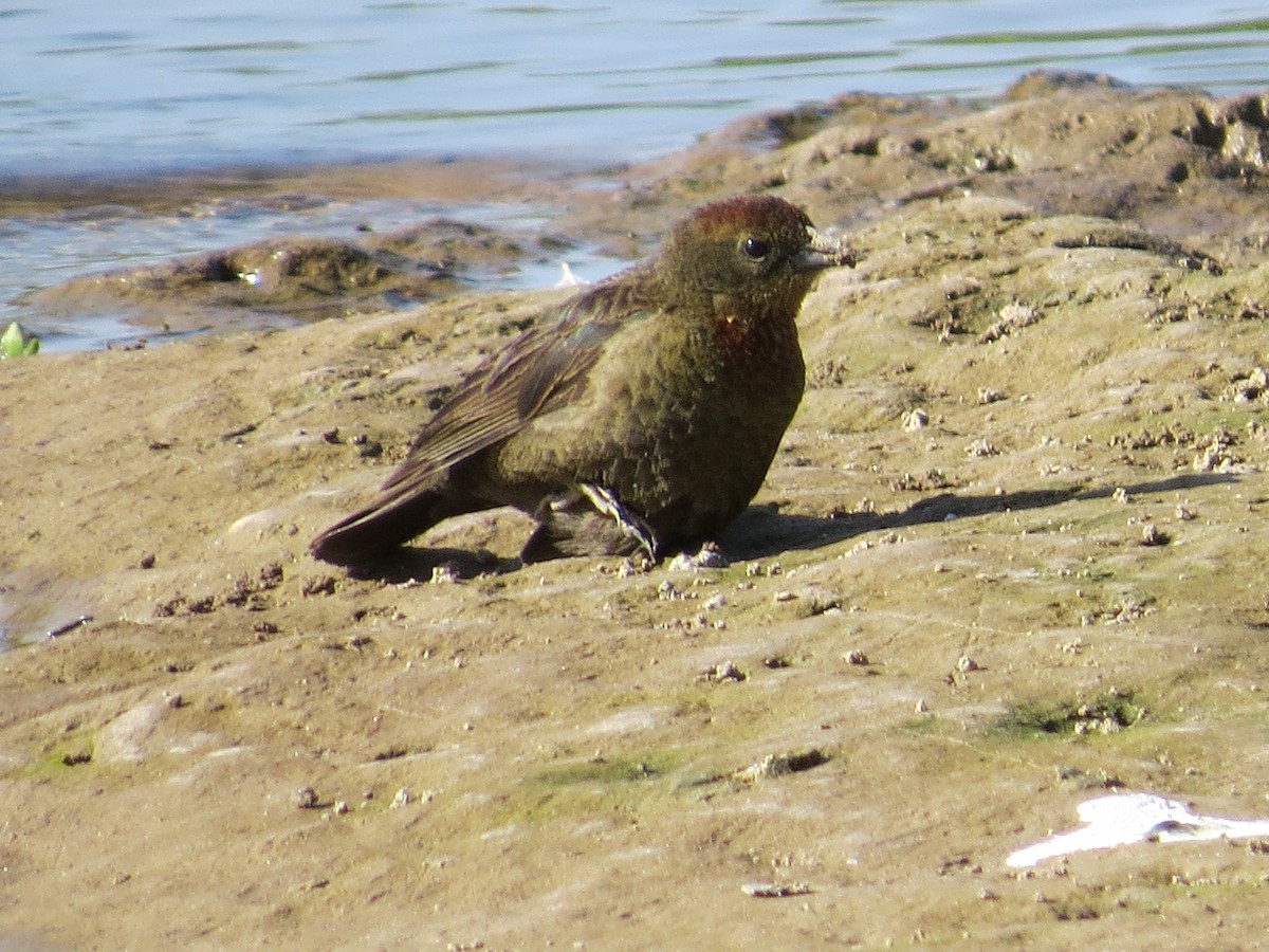 Braunkopfstärling - ML645782100