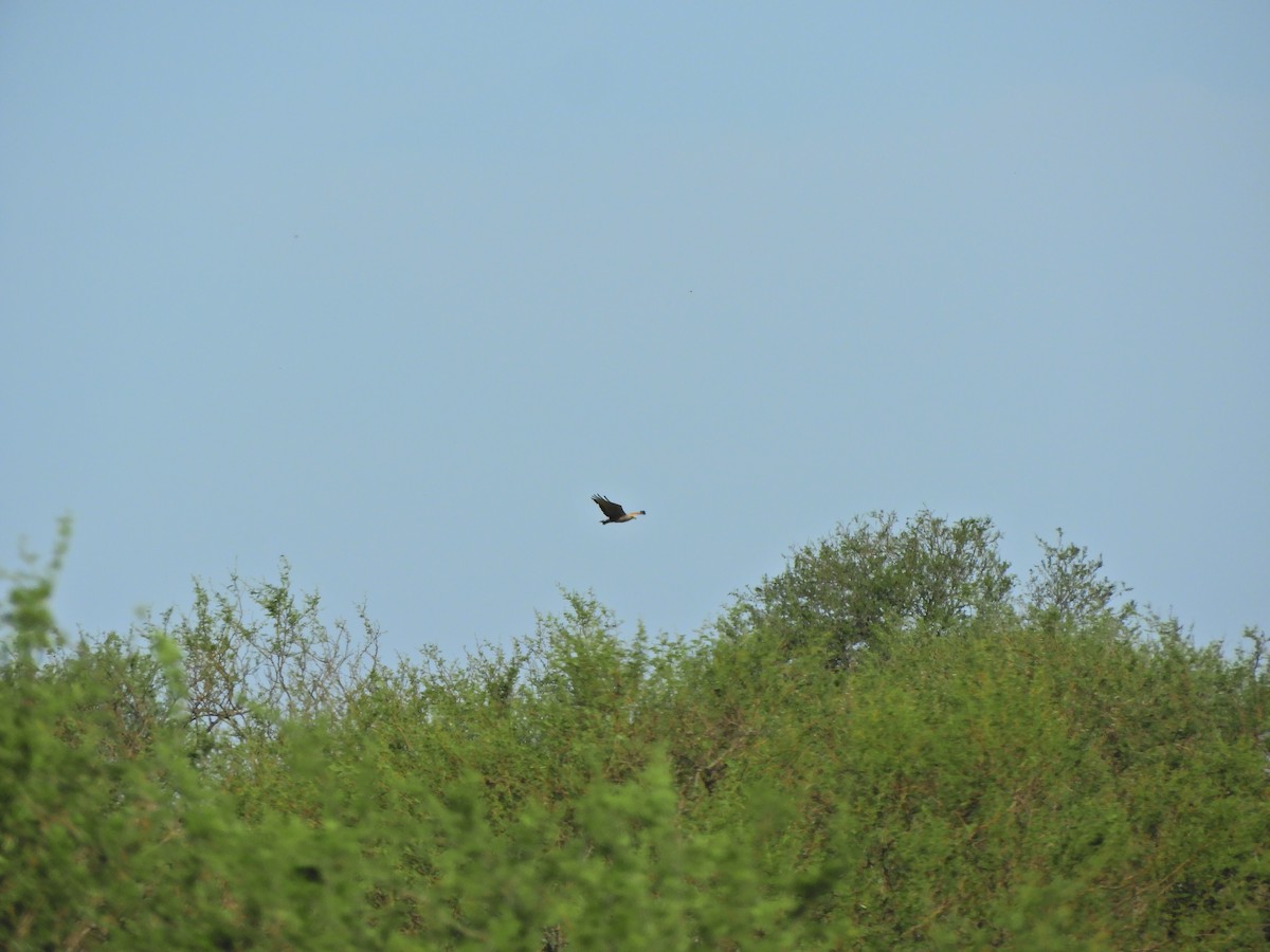 Savannenbussard - ML645782101