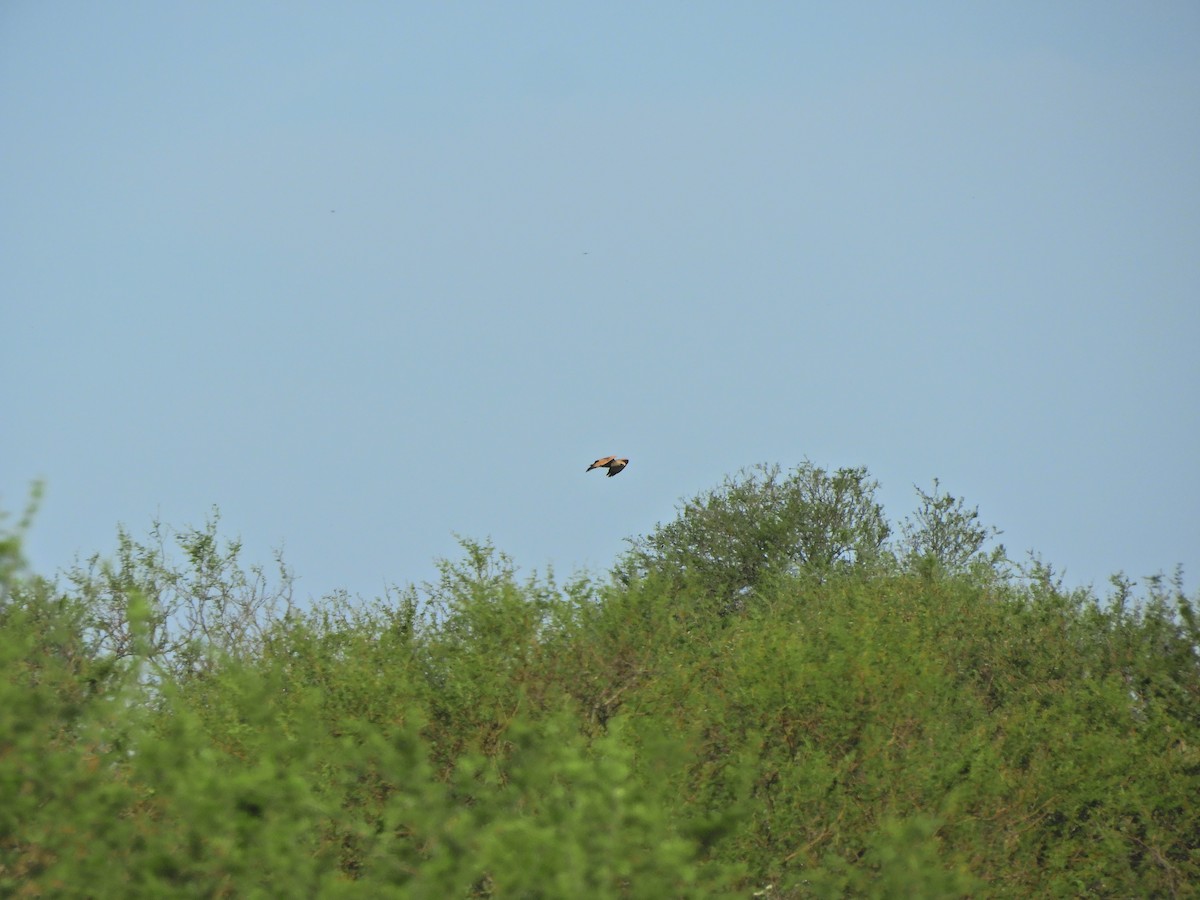 Savannenbussard - ML645782102