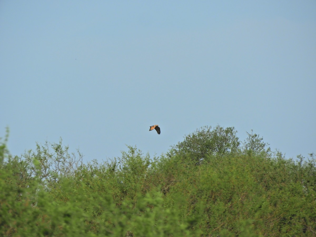 Savannenbussard - ML645782103