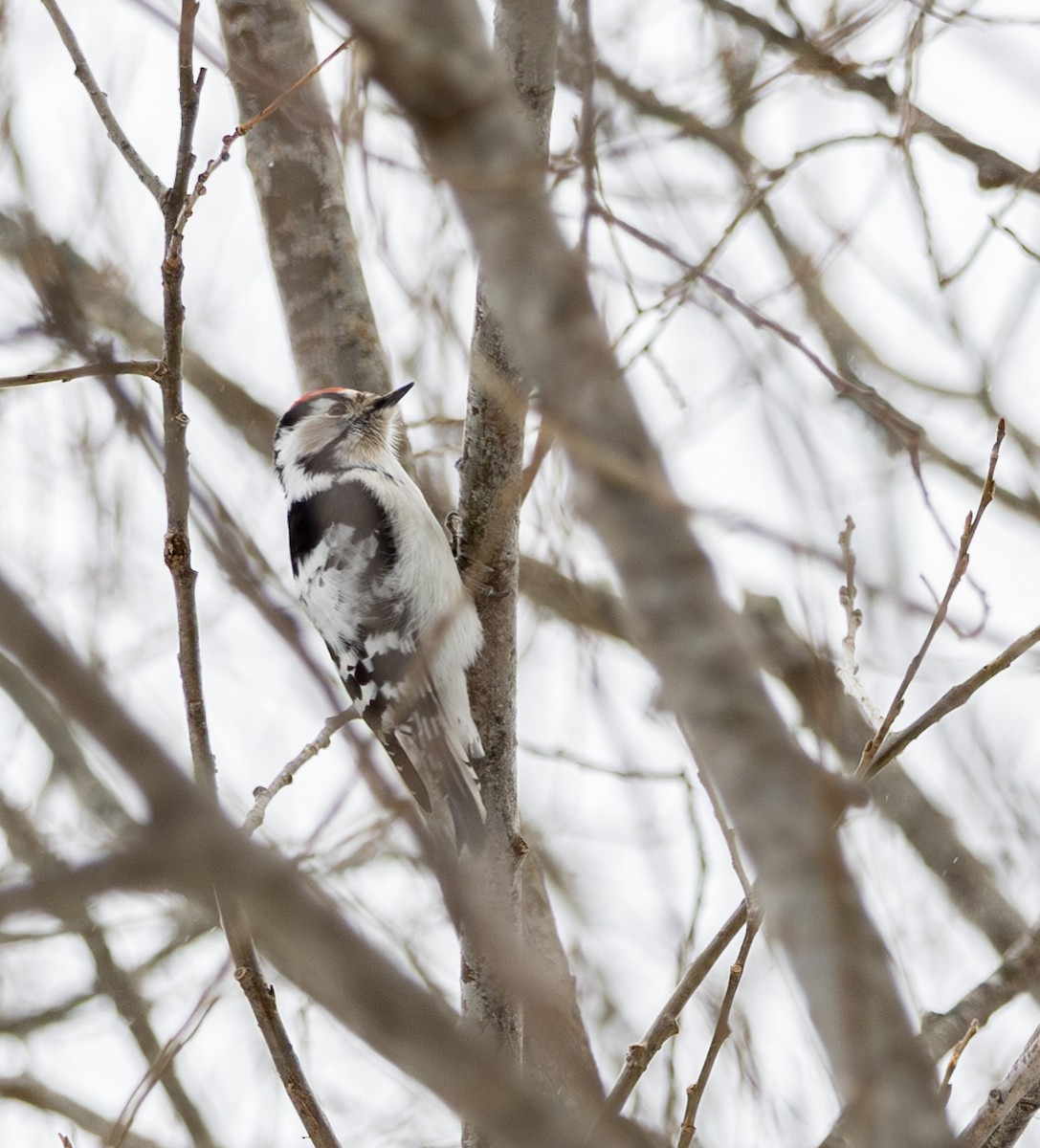 Kleinspecht - ML645782105