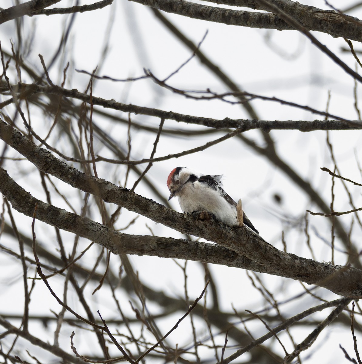 Kleinspecht - ML645782106