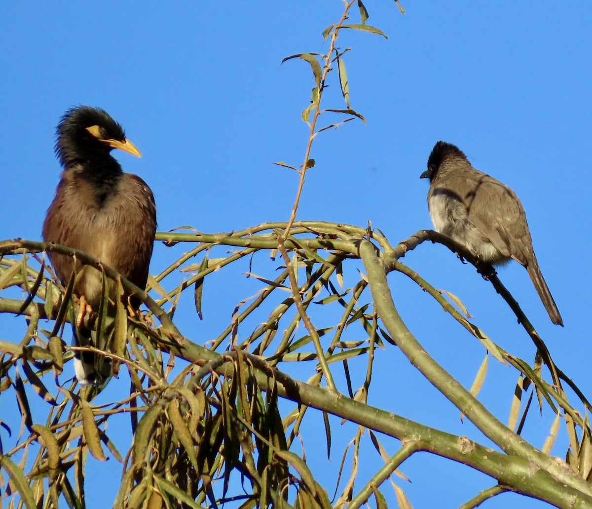 Graubülbül - ML645782107