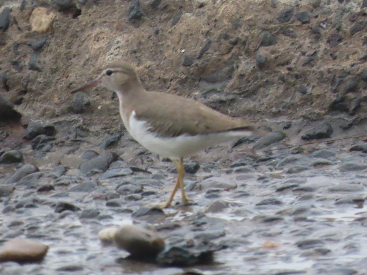 Drosseluferläufer - ML645782108