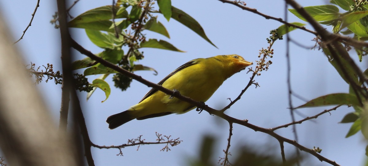 Western Tanager - ML645782110