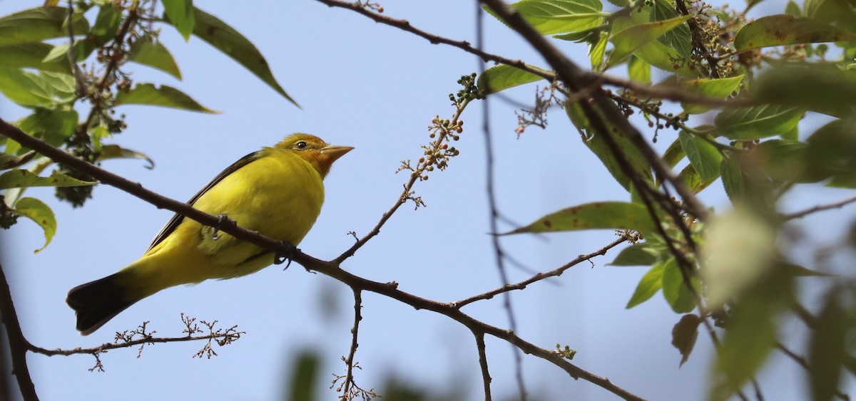 Western Tanager - ML645782119