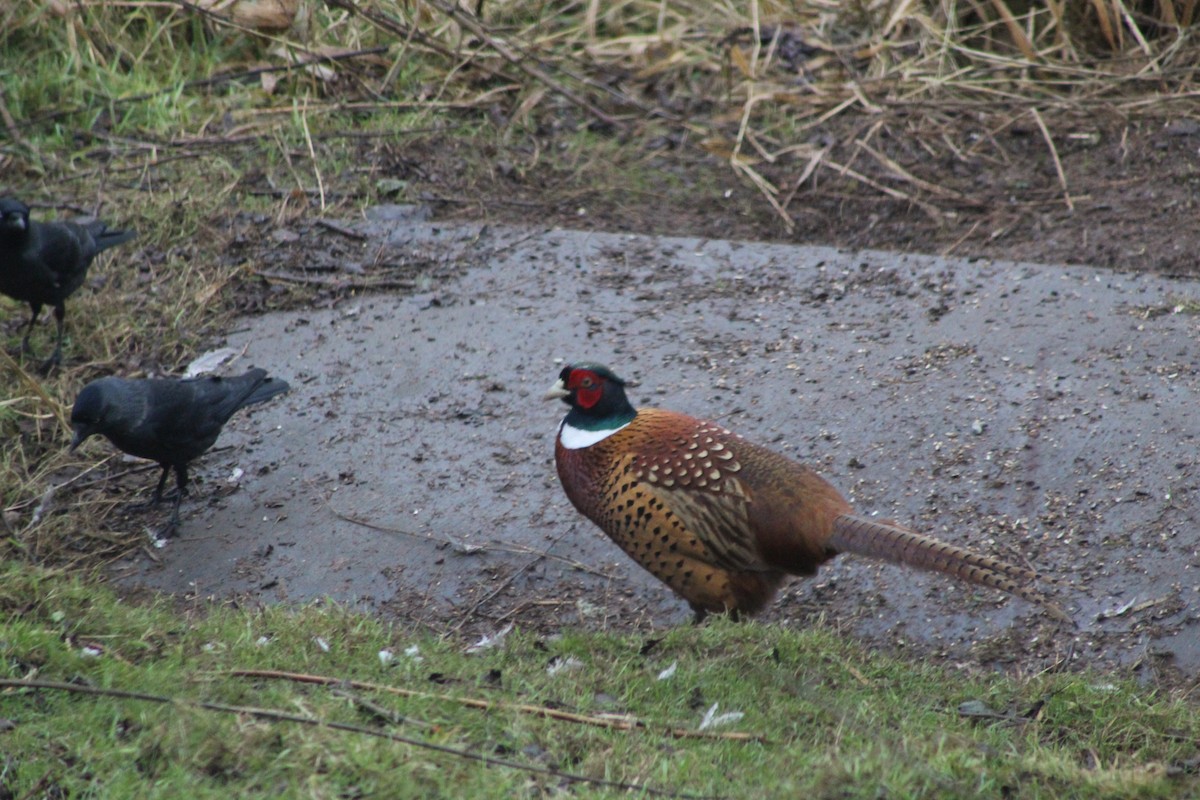 コウライキジ - ML645782122