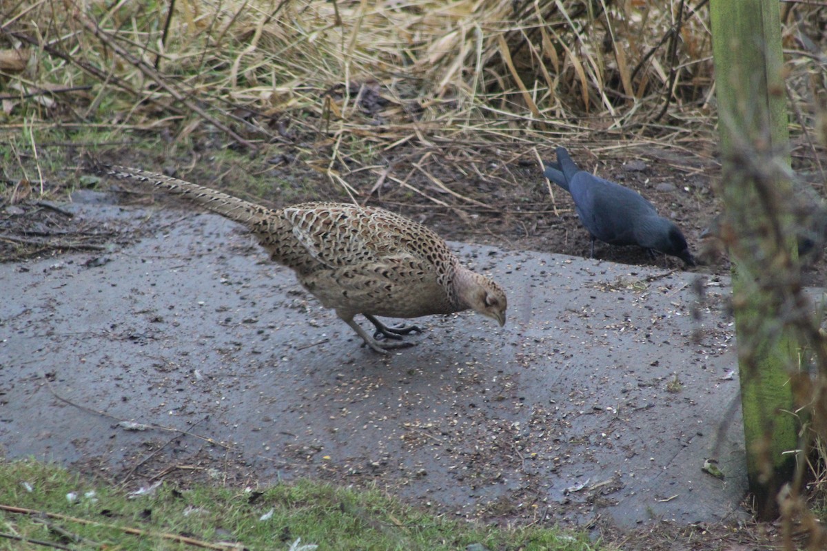 コウライキジ - ML645782123