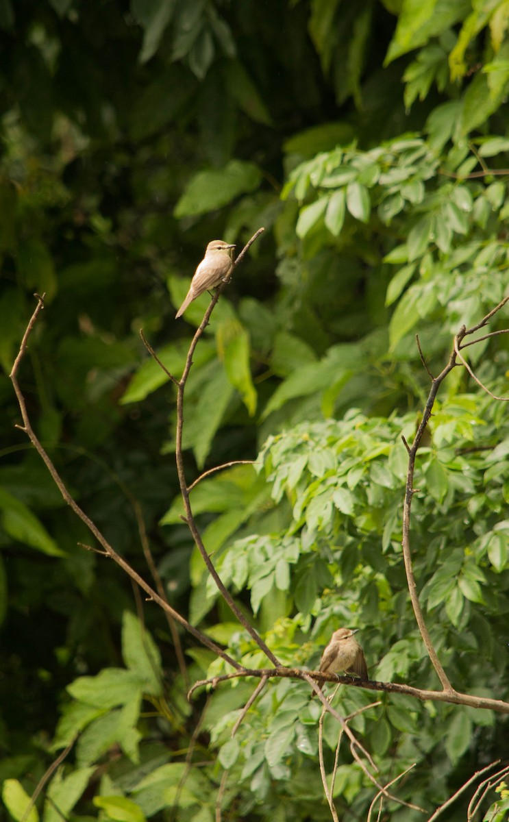 Drab Water Tyrant - ML645782127