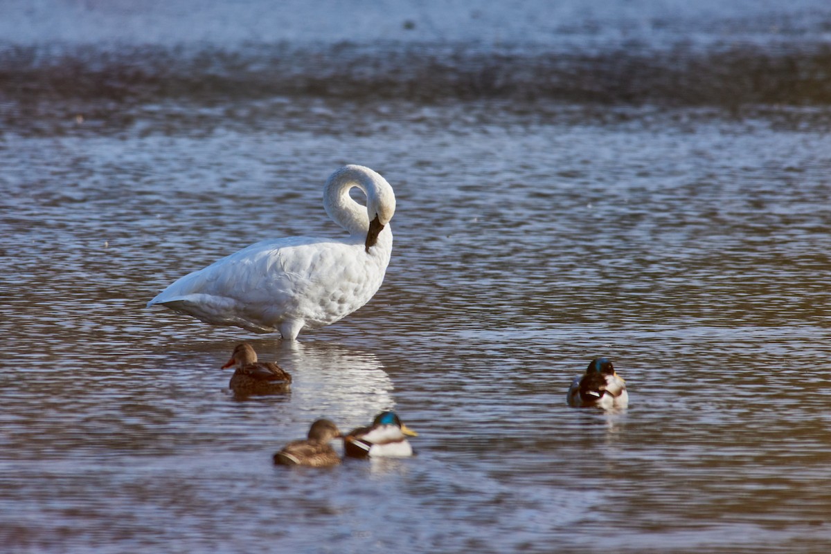 Trumpeter Swan - ML645782128