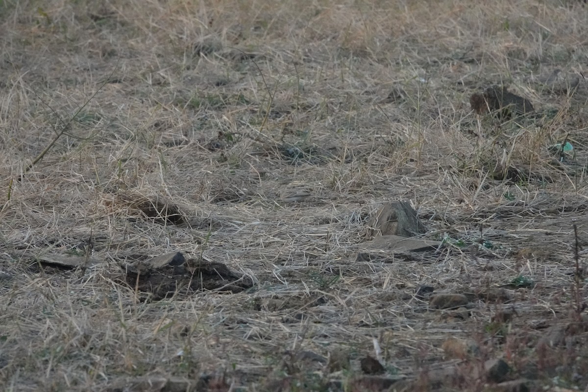 ヒメコウテンシ - ML645782130