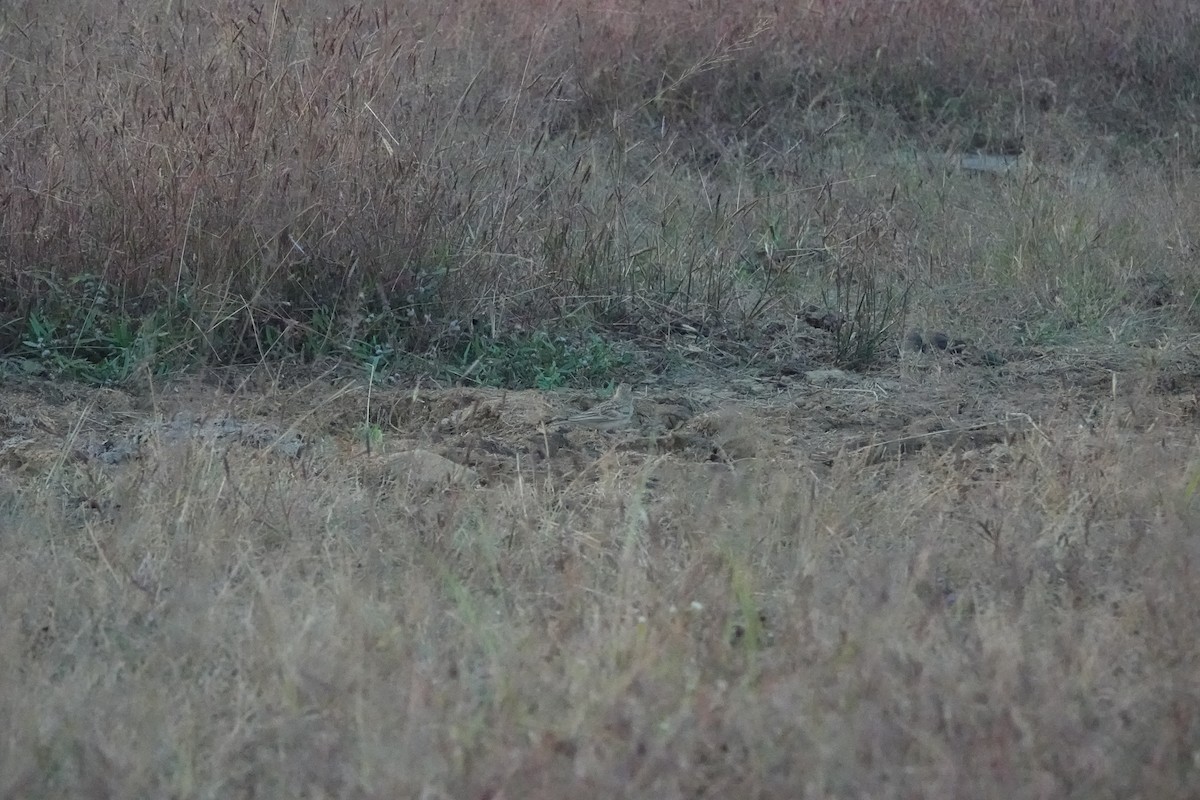 ヒメコウテンシ - ML645782131