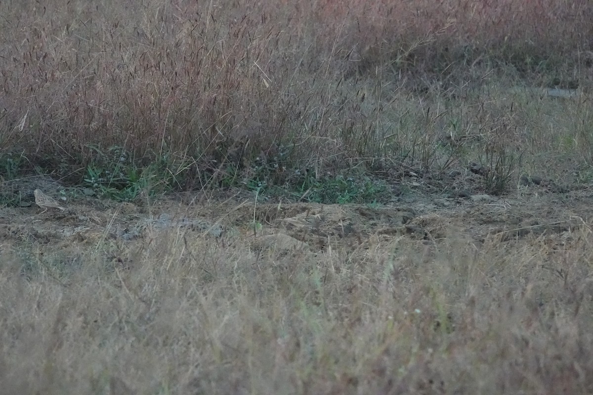 ヒメコウテンシ - ML645782132