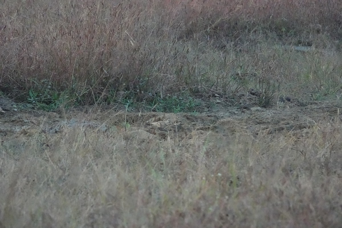 ヒメコウテンシ - ML645782133