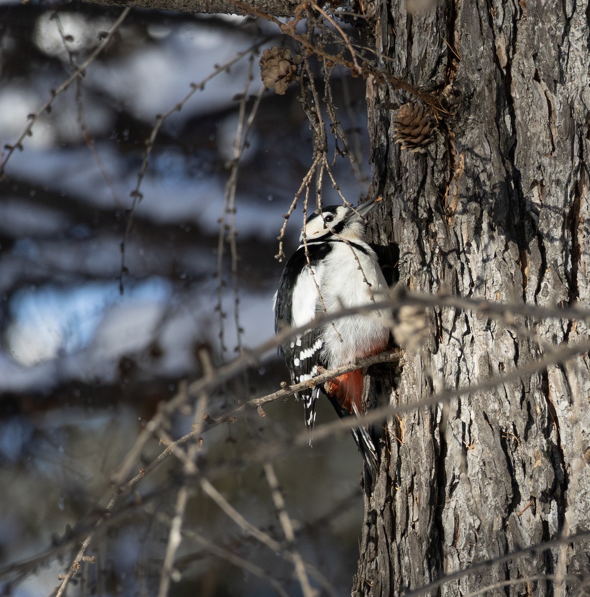 アカゲラ（亜種 japonicus） - ML645782134