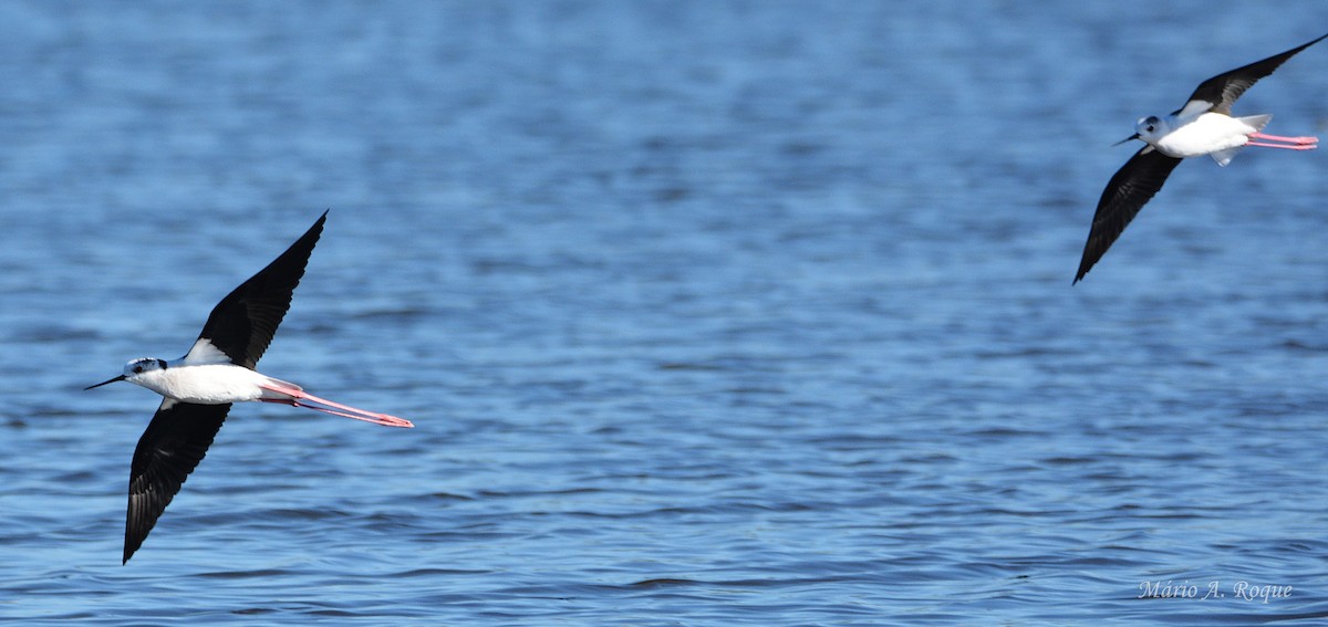 セイタカシギ - ML645782136