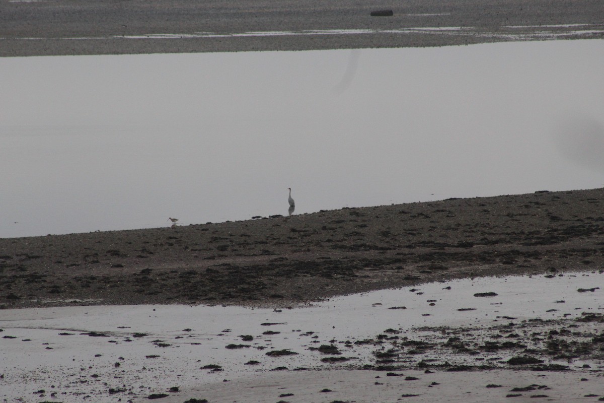 アオサギ - ML645782137